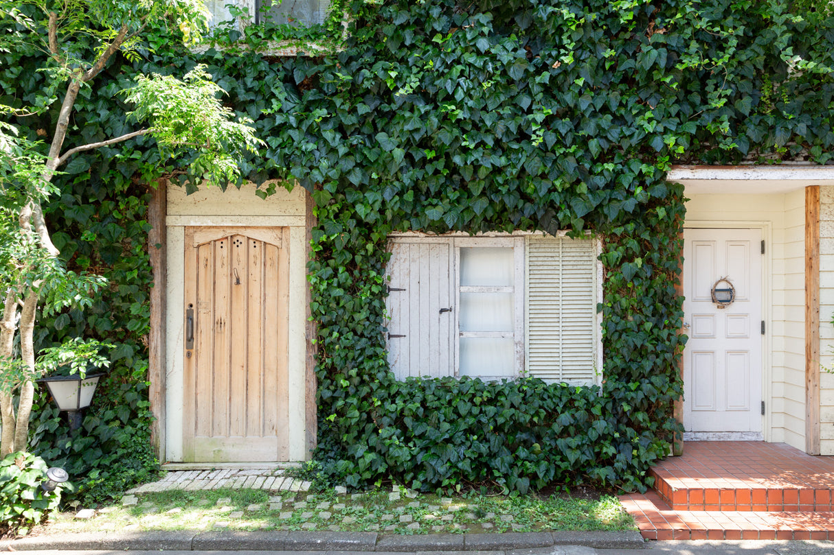 mimosa house country