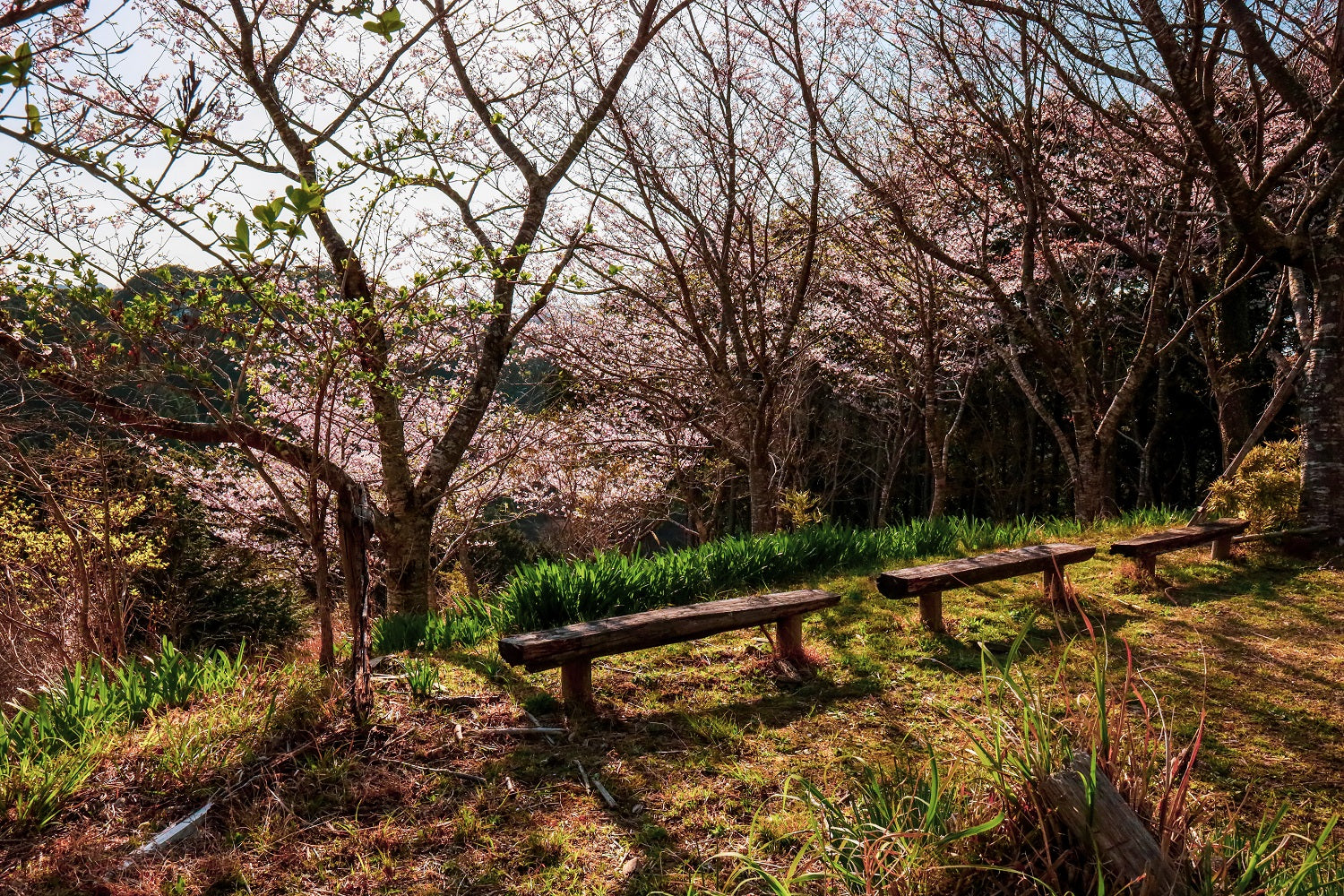 大多喜 山