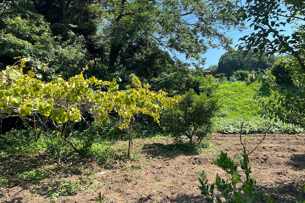 朝比奈 ハウススタジオ