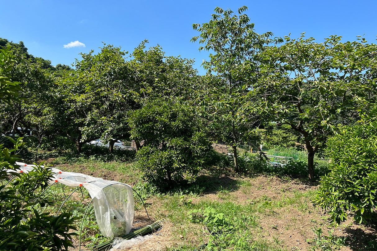 朝比奈 ハウススタジオ