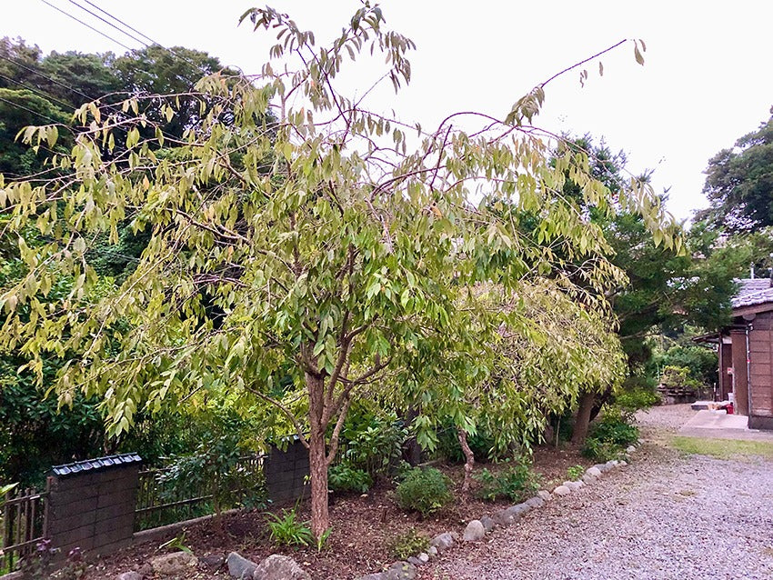 マイデザイン 平屋古民家ハウススタジオ