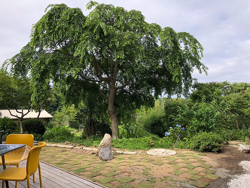 マイデザインスタジオ 平屋古民家ベーカリー&カフェ