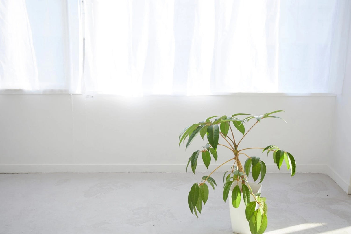 STUDIO iiwi 西麻布