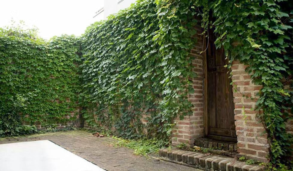 STUDIO MOURIS Garden