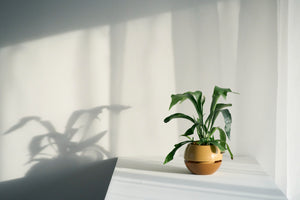aL/Right STUDIO.