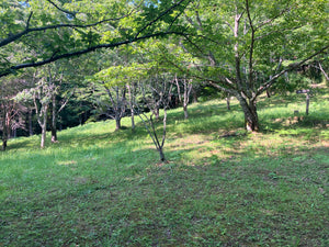 大多喜 森林公園